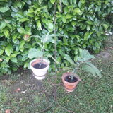 Plant holder h135cm vintage twisted iron