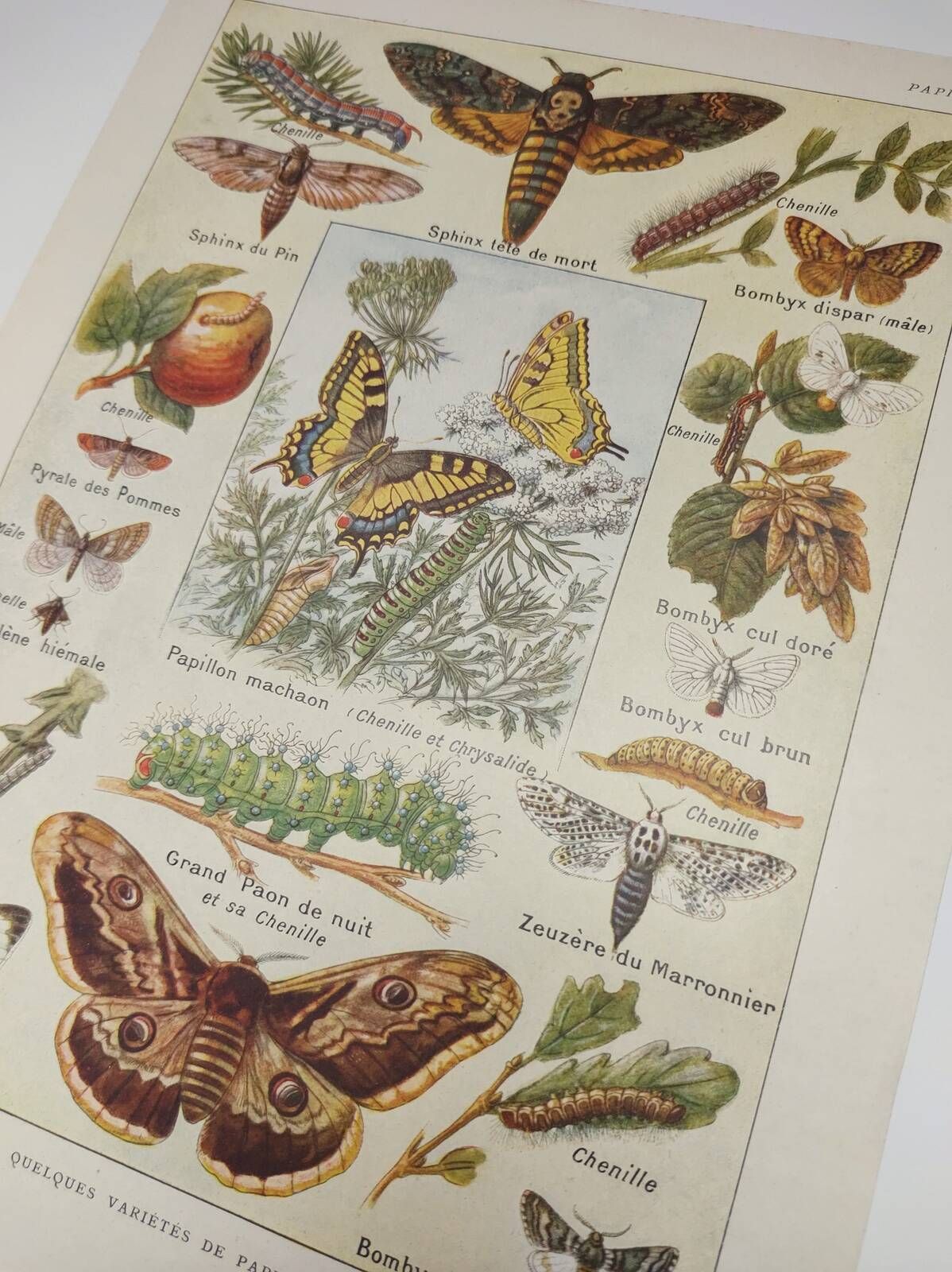 Original engraving from 1922 - Butterfly - Old entomological plate with caterpillar and species,