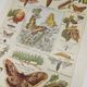 Original engraving from 1922 - Butterfly - Old entomological plate with caterpillar and species,