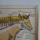 School poster on both sides anatomy cow and horse at the farm . MDI.1964