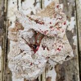 Ancient coral