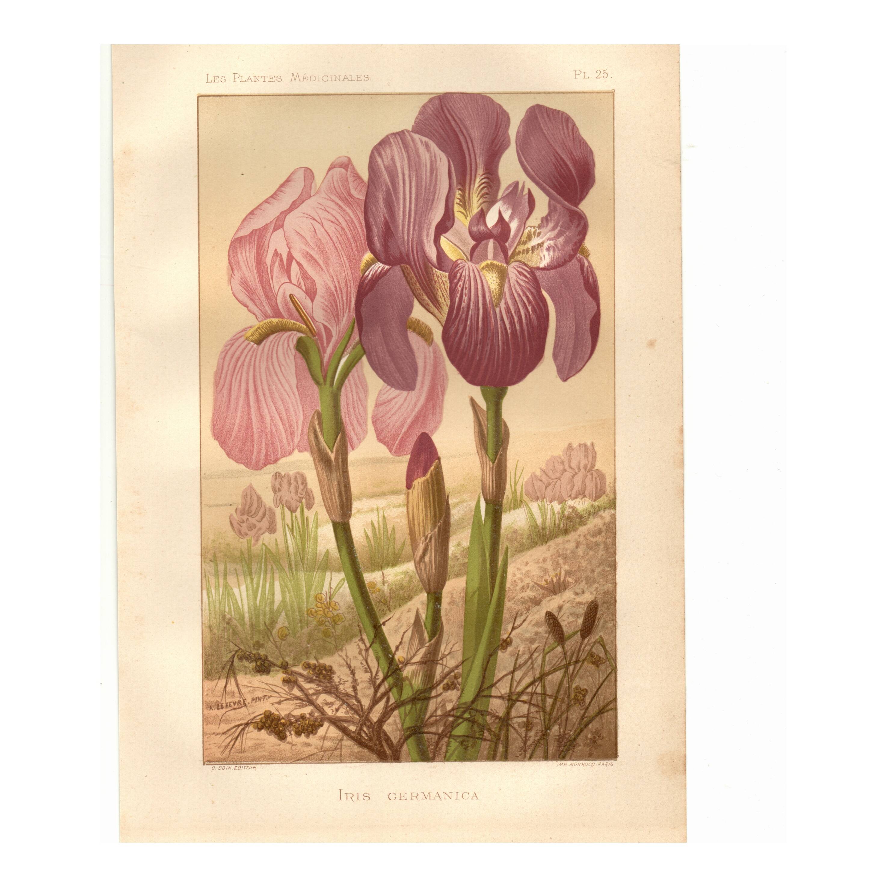 Old engraving from 1889 - Violet iris. Botanical plate of wild flower.