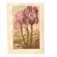 Old engraving from 1889 - Violet iris. Botanical plate of wild flower.