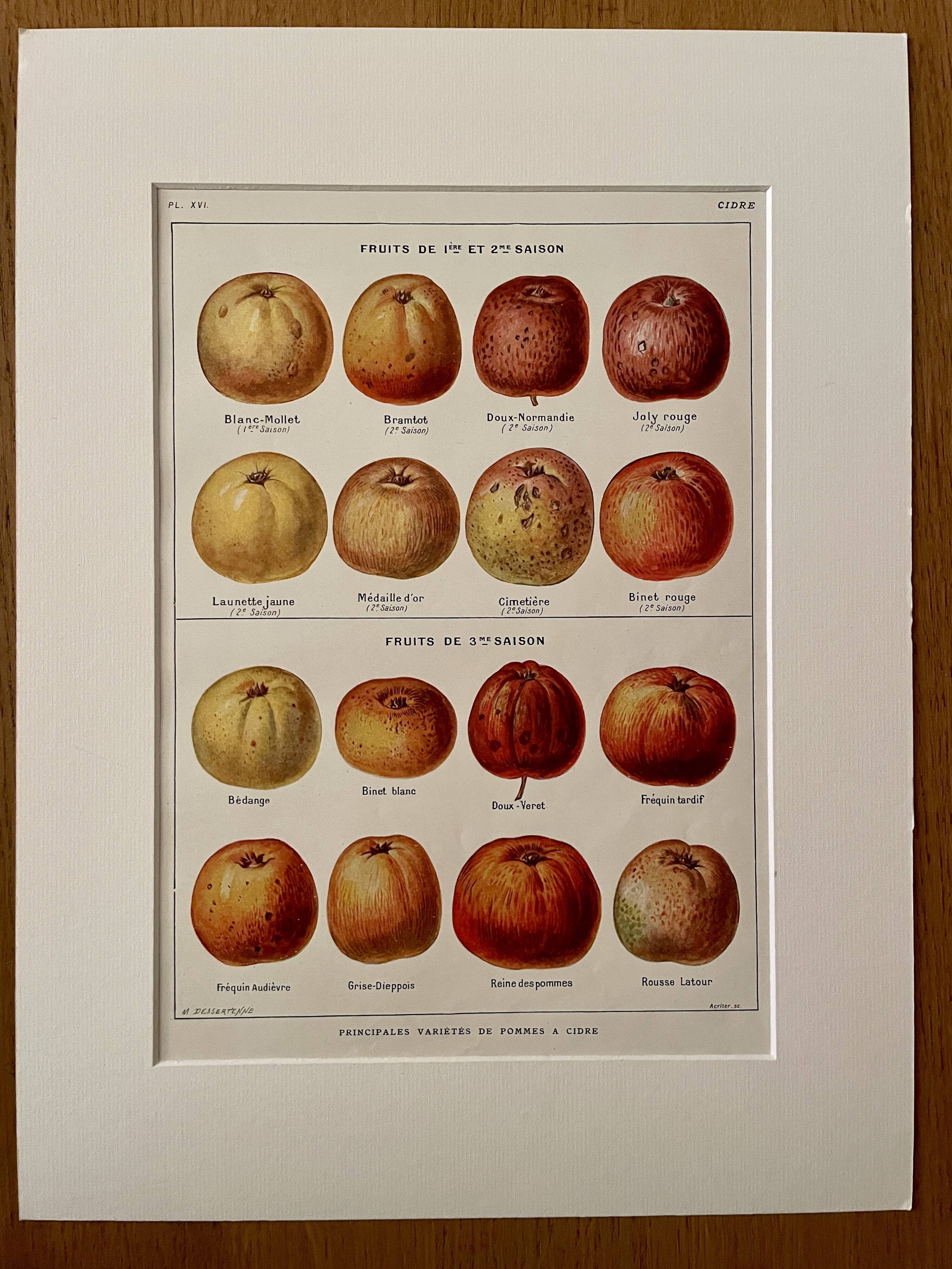 Lithograph on cider apples - 1920