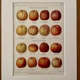 Lithograph on cider apples - 1920