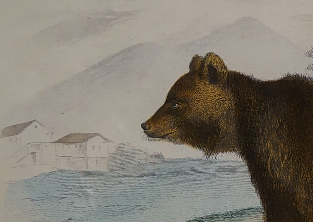 Original zoological plate " brown bear " - buffon 1840