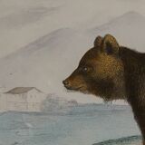 Original zoological plate " brown bear " - buffon 1840