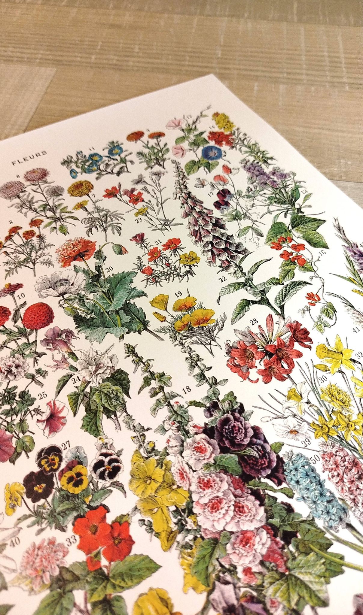 Affiche sur les fleurs "amarante", d'après une lithographie de 1928