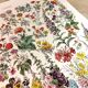 Affiche sur les fleurs "amarante", d'après une lithographie de 1928