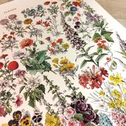 Affiche sur les fleurs "amarante", d'après une lithographie de 1928