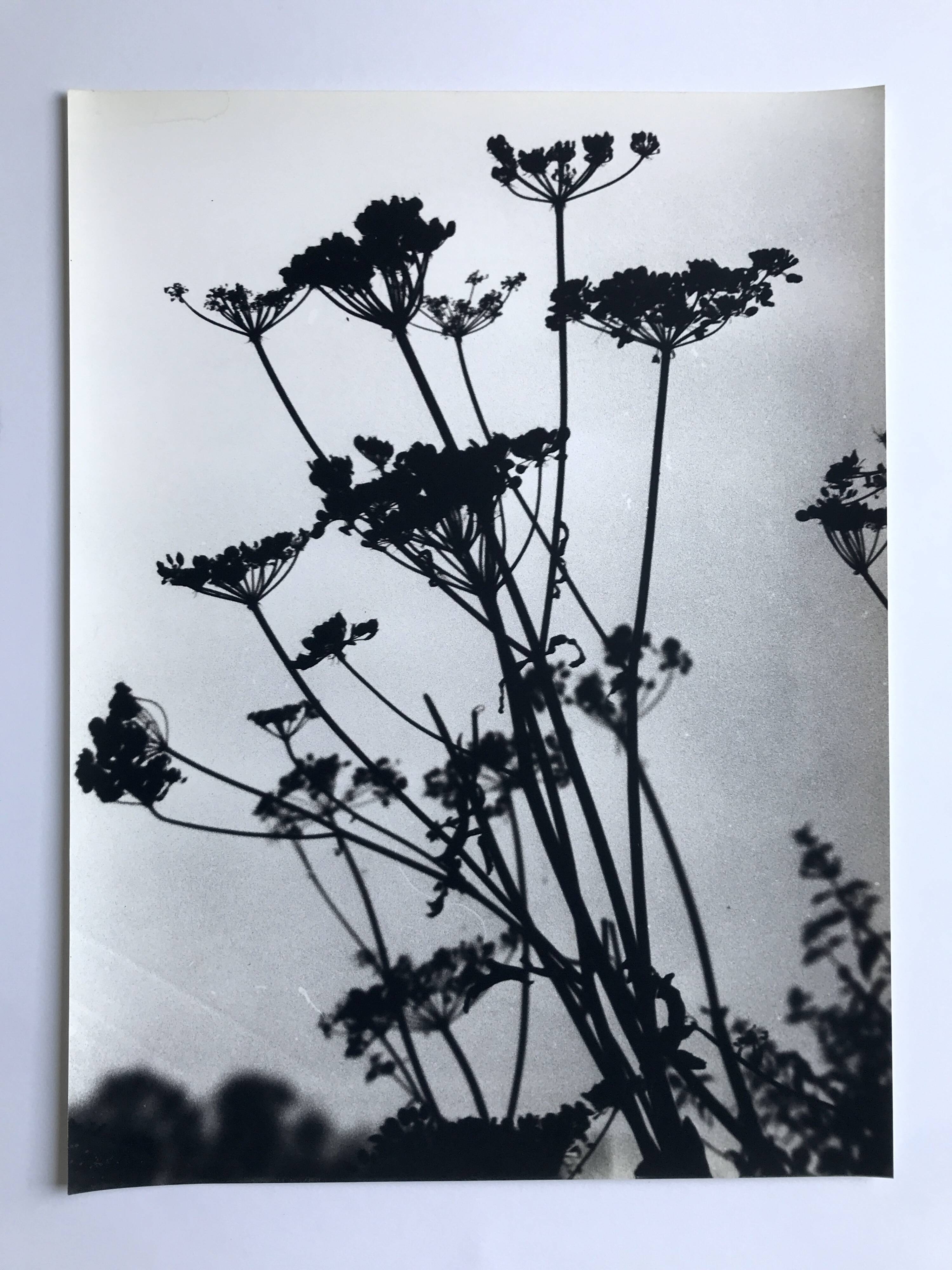 Rosine NUSIMOVICI, Untitled (Umbelliferae), c 1980. Black and white silver print