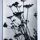 Rosine NUSIMOVICI, Untitled (Umbelliferae), c 1980. Black and white silver print