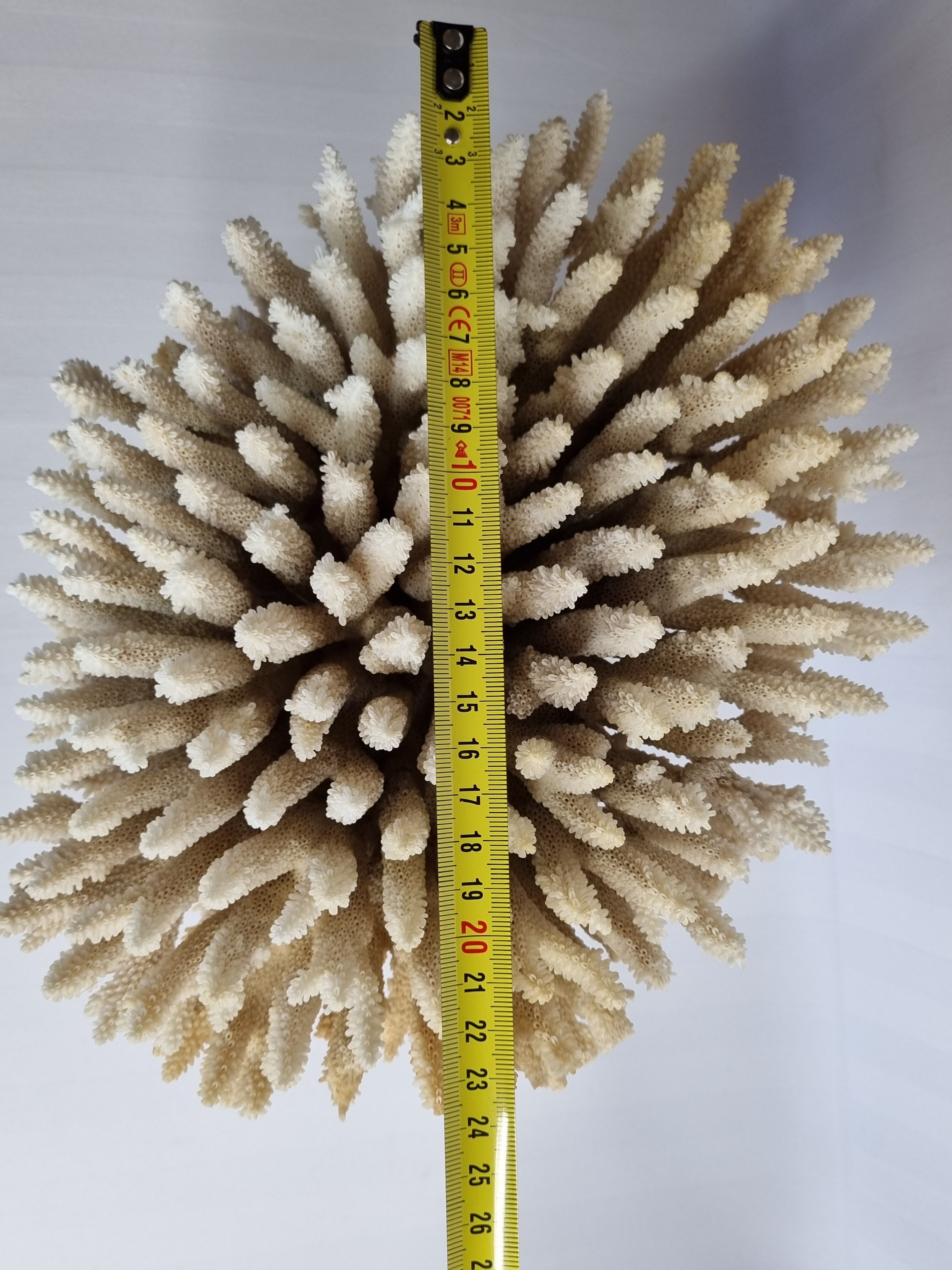 Old white coral Acropore on marble base, 25 cm