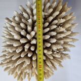 Ancien corail blanc Acropore sur socle en marbre, 25 cm