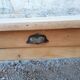 Firm table bressane brut XIXth