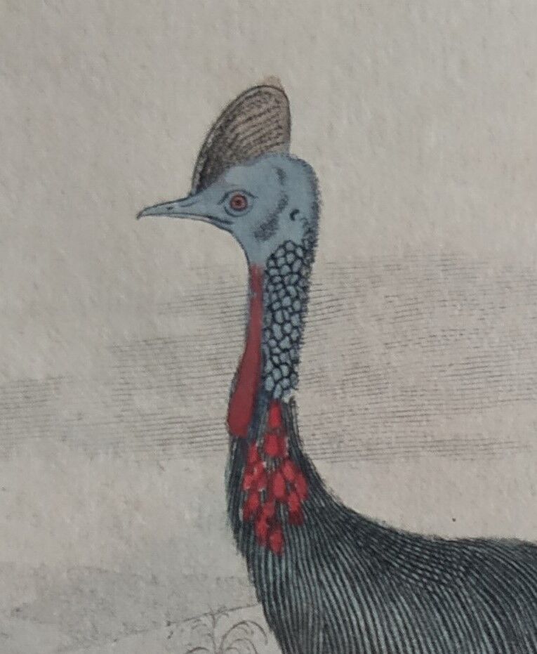 Planche ornithologique originale " autruche & casoar " - buffon 1838
