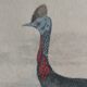 Planche ornithologique originale " autruche & casoar " - buffon 1838