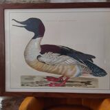 Mergus merganser frame