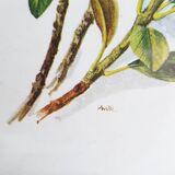 Botanical drawing