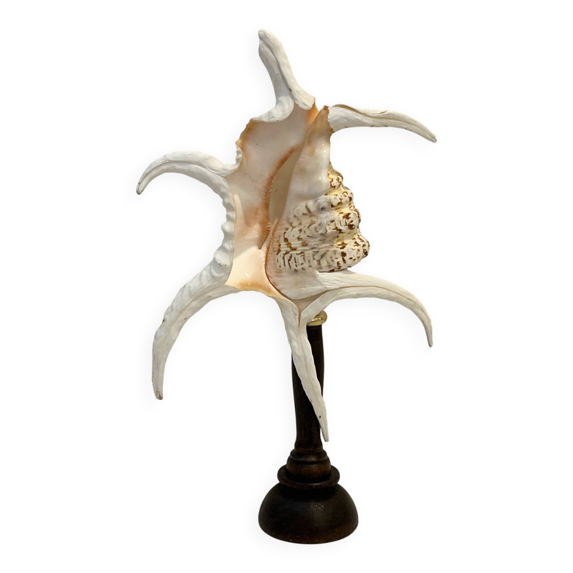 Antique conch shell on turned wooden base cabinet of curiosities