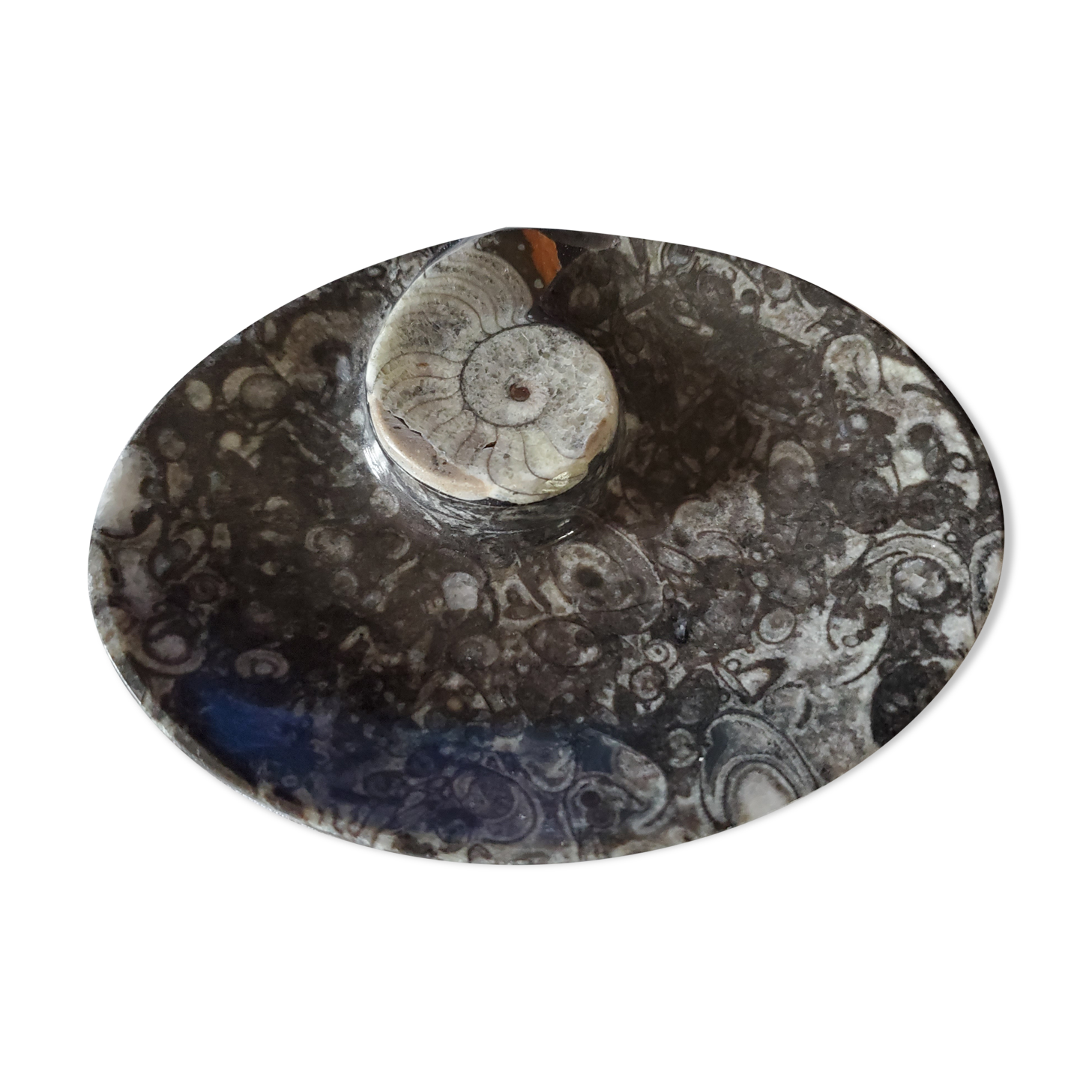 Empty fossilized marble pocket
