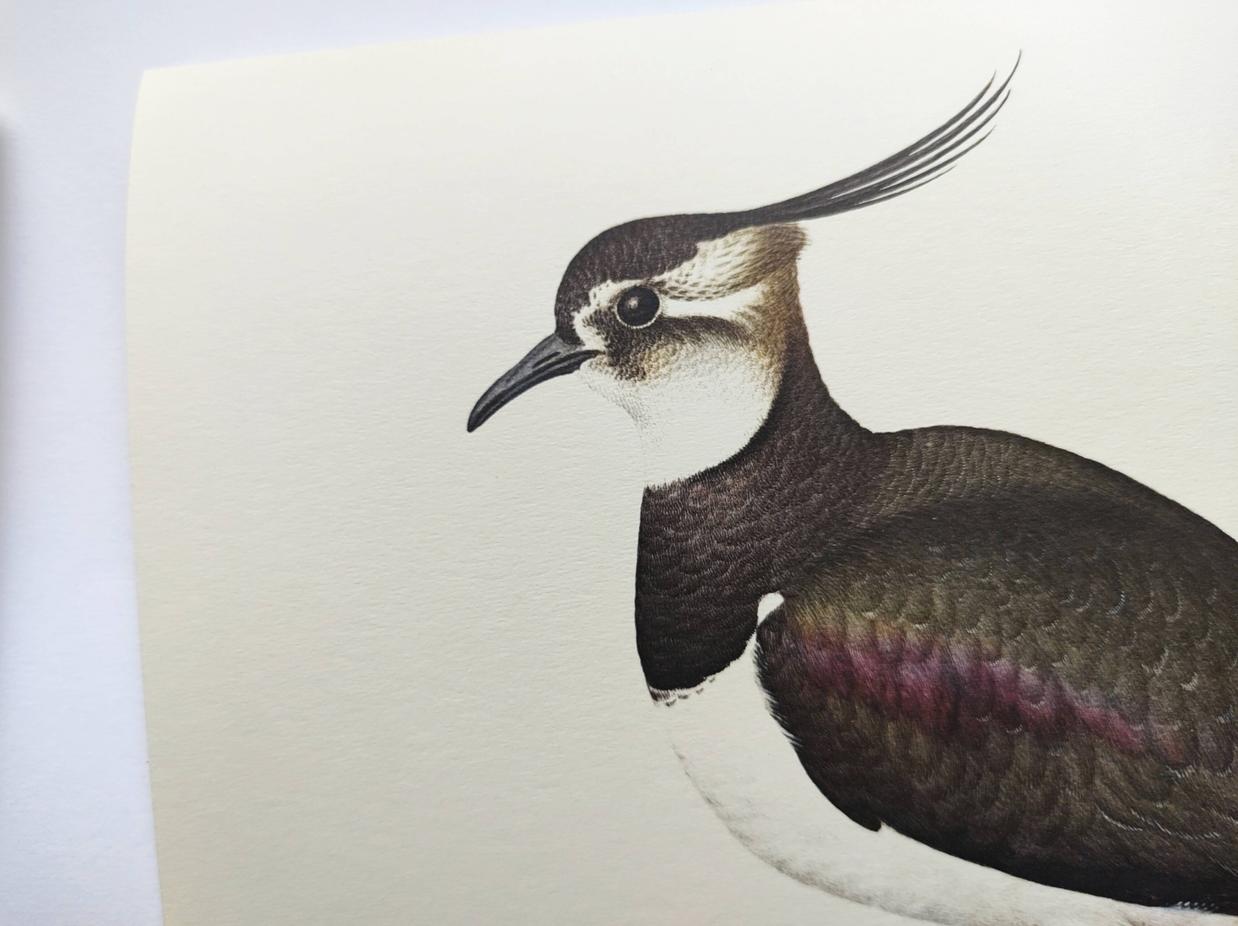 Antique bird plate - Northern Lapwing - Vintage nature illustration