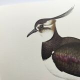Planche oiseau ancienne -Vanneau huppé- Illustration Vintage nature