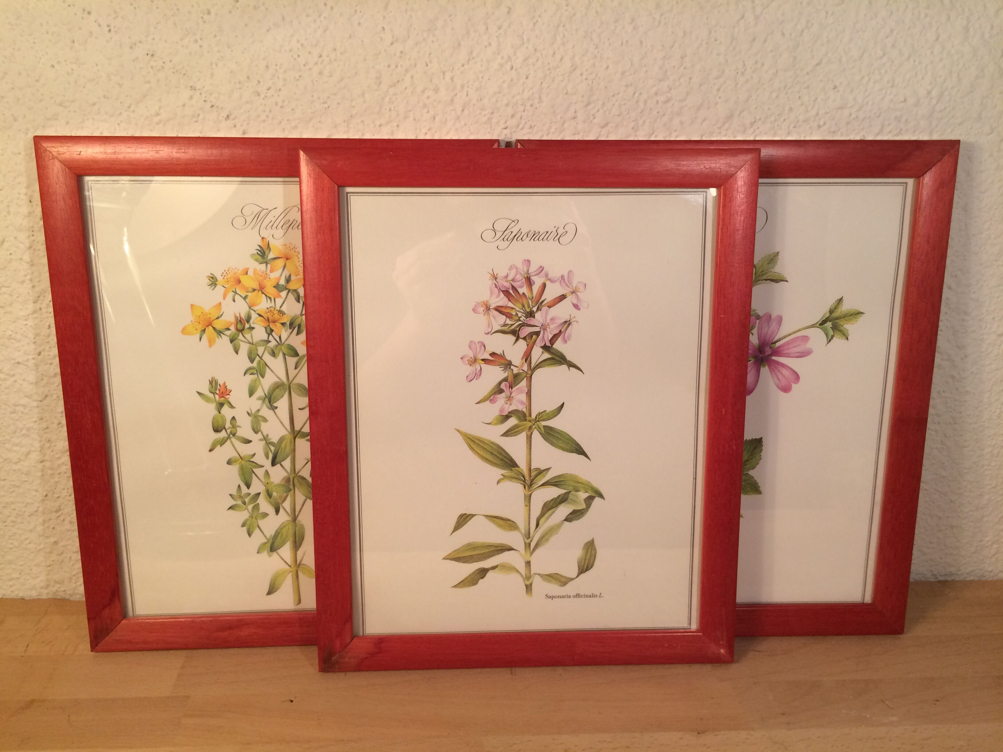 3 framed botanical posters, St. John's wort, purple, saponnary