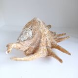 Vintage shell