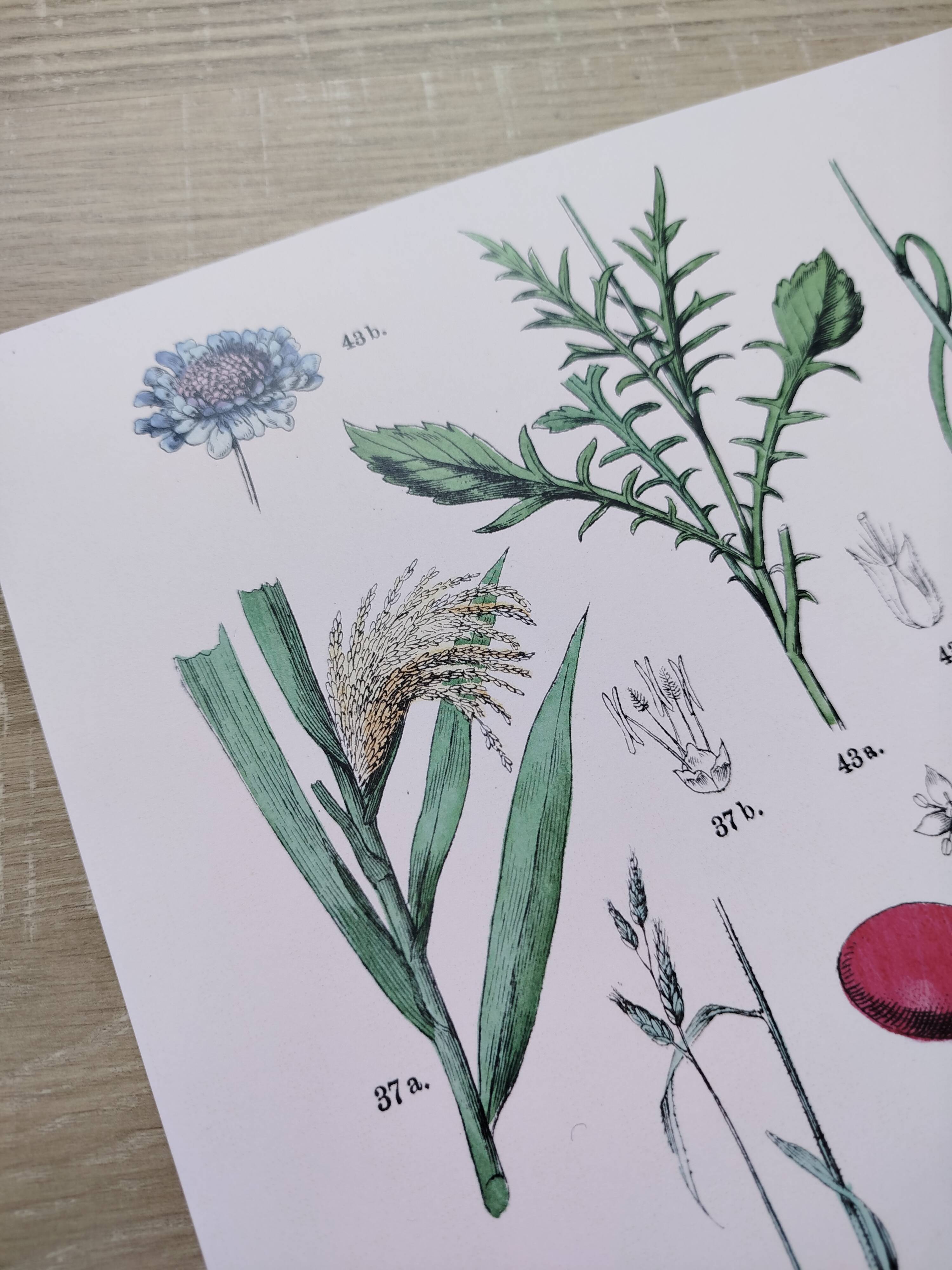 Plant poster based on an 1881 engraving "daregrass"
