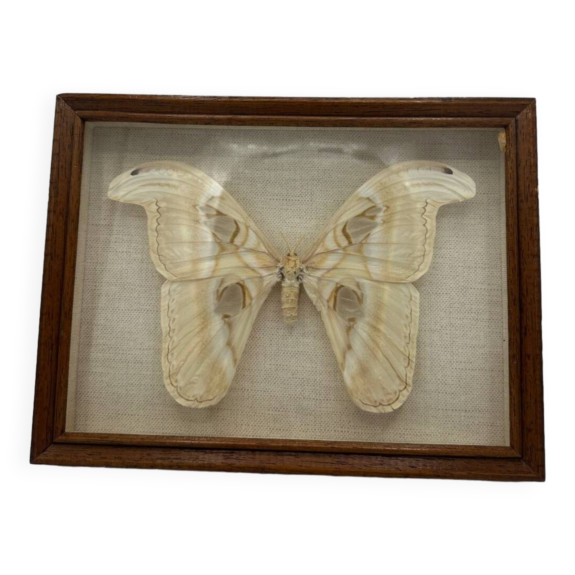 Vintage butterfly frame