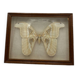 Vintage butterfly frame