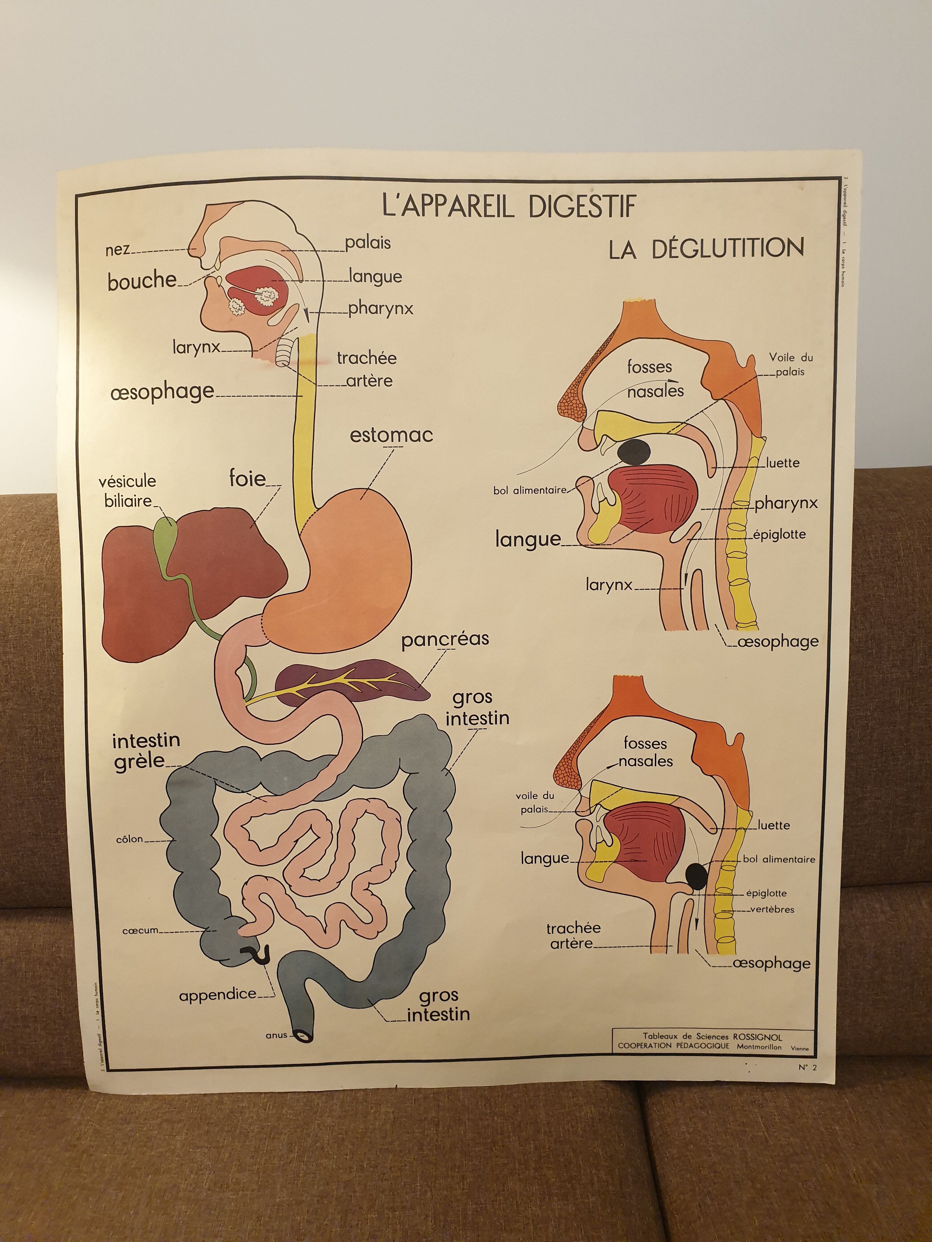 Rossignol human body card