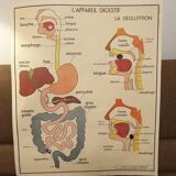 Rossignol human body card