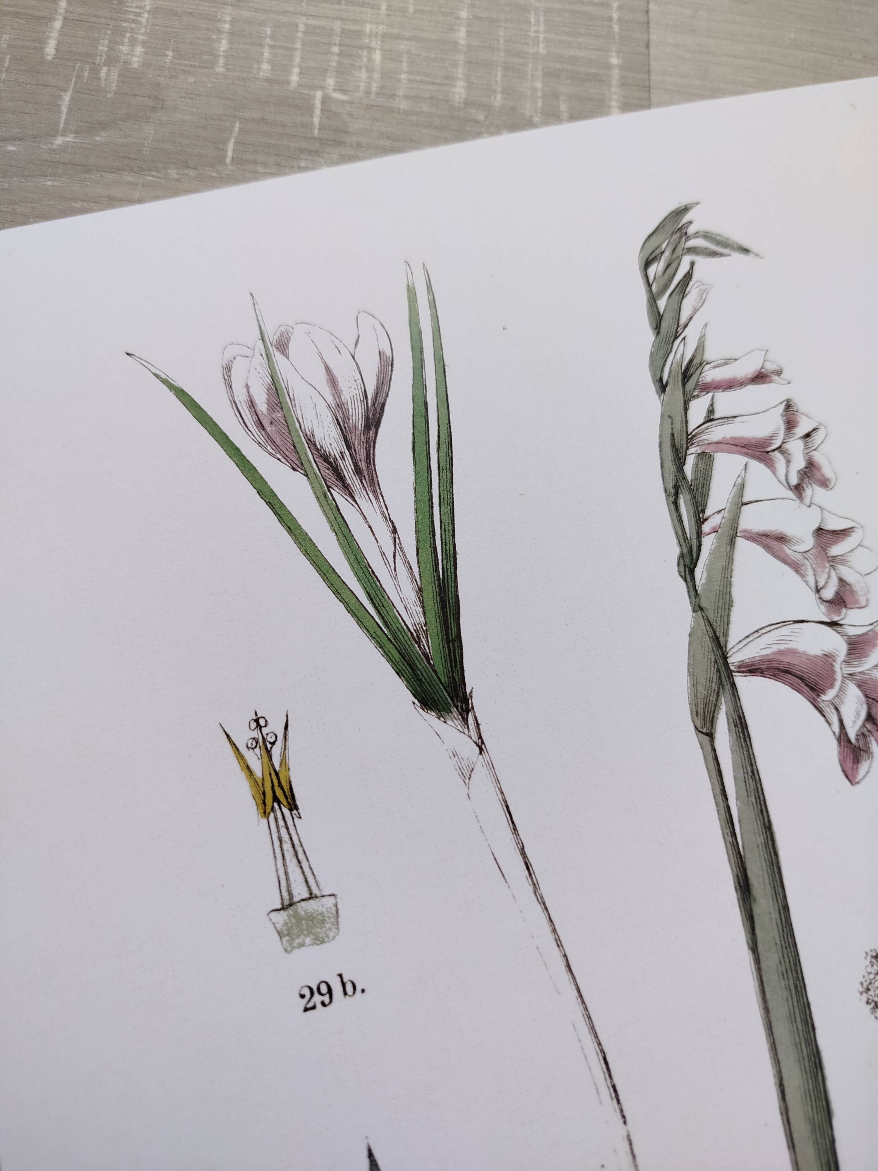 Plant poster based on an 1881 engraving "iris"