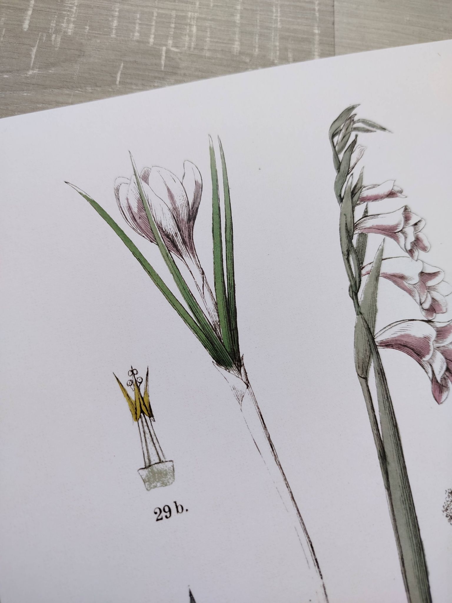 Affiche sur les plantes d'après une gravure de 1881 "iris"