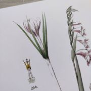 Affiche sur les plantes d'après une gravure de 1881 "iris"