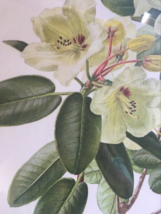 Botanical setting Rhododendron Wardii by Riefel