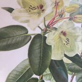 Botanical setting Rhododendron Wardii by Riefel