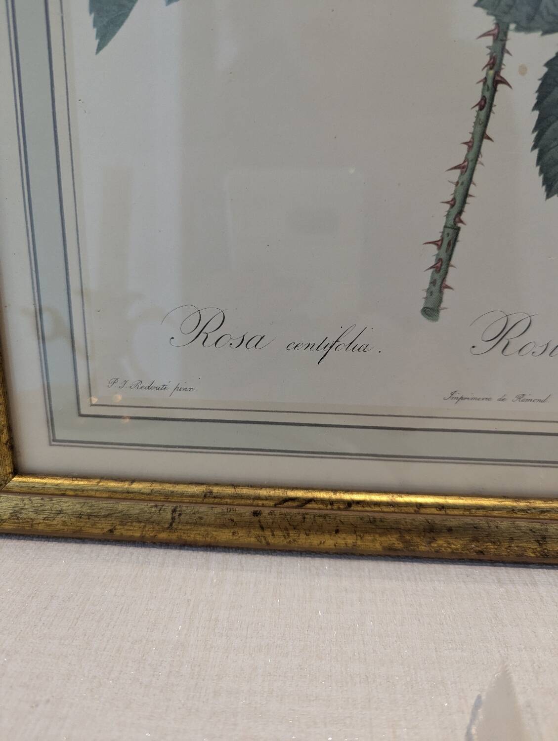 Botanical plate PJ Redouté