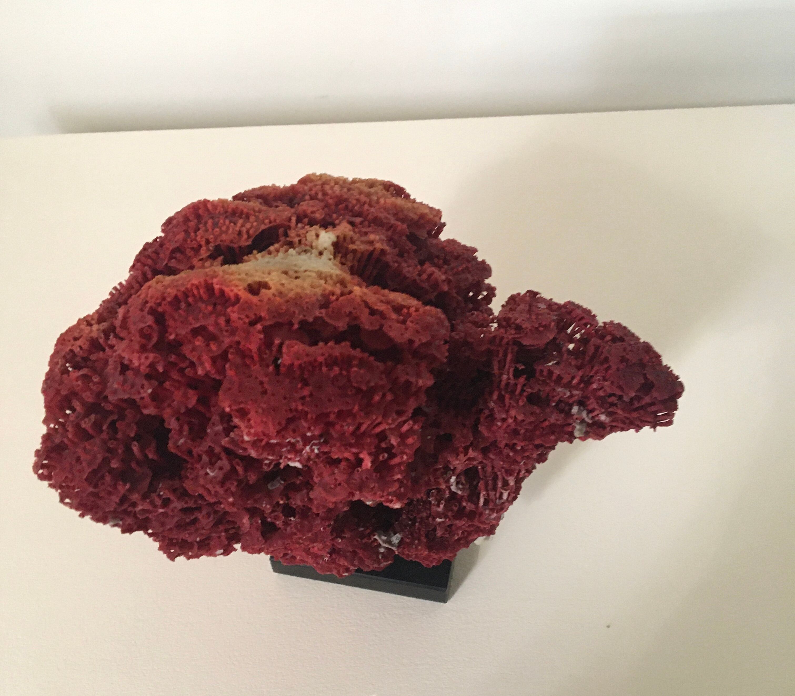 Corail rouge Tubipora Musica, années 70