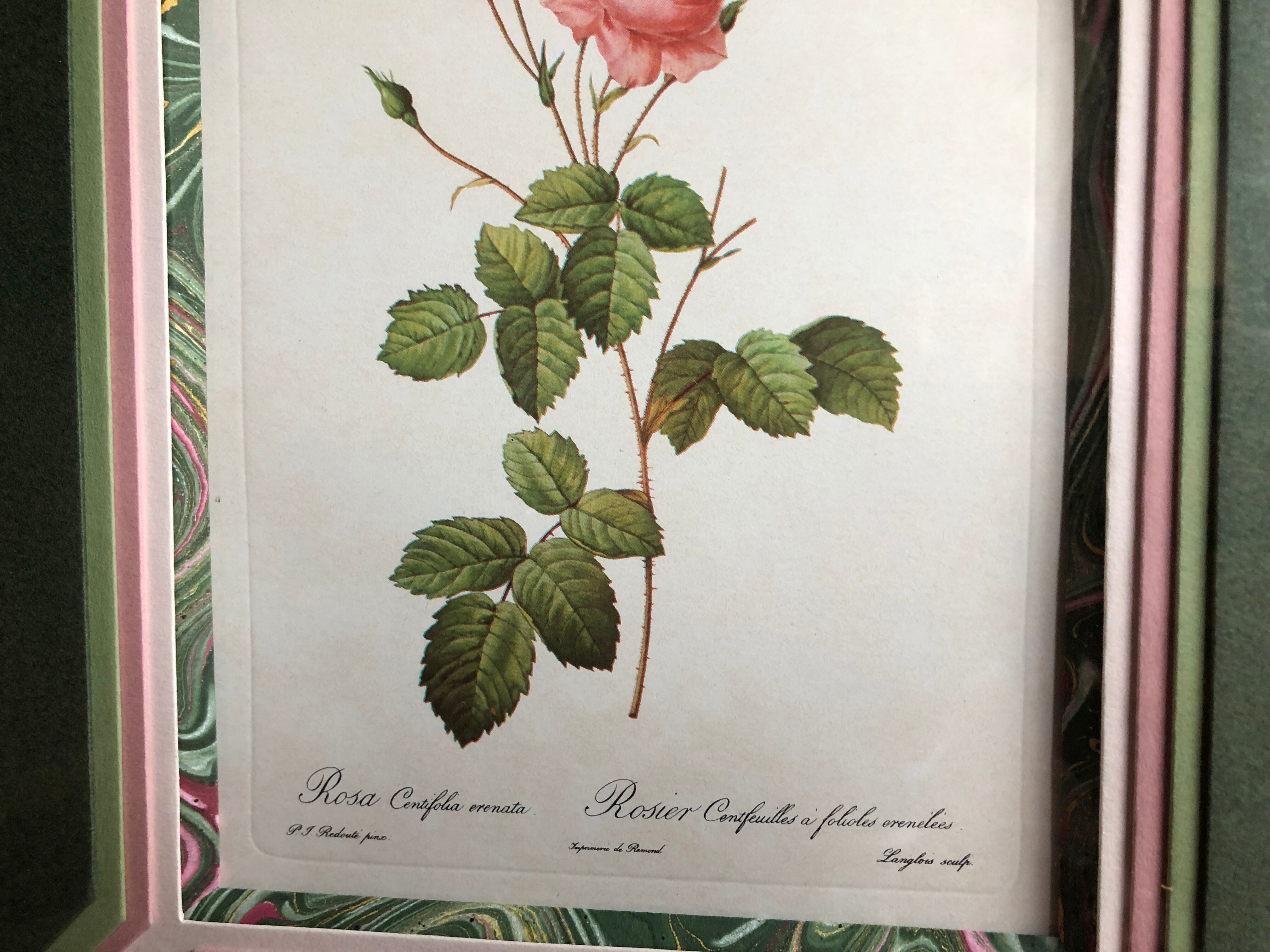 Old lithography botanical plate rose hundred sheets & golden frame vintage