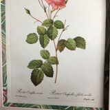Old lithography botanical plate rose hundred sheets & golden frame vintage