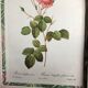 Old lithography botanical plate rose hundred sheets & golden frame vintage