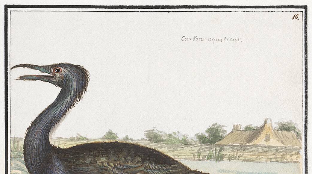 Small poster about the cormorant, after an old engraving from 1610.