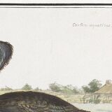 Small poster about the cormorant, after an old engraving from 1610.