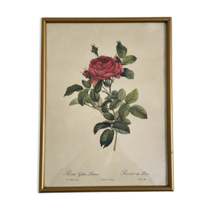 Lithographie JP Redouté Rosier