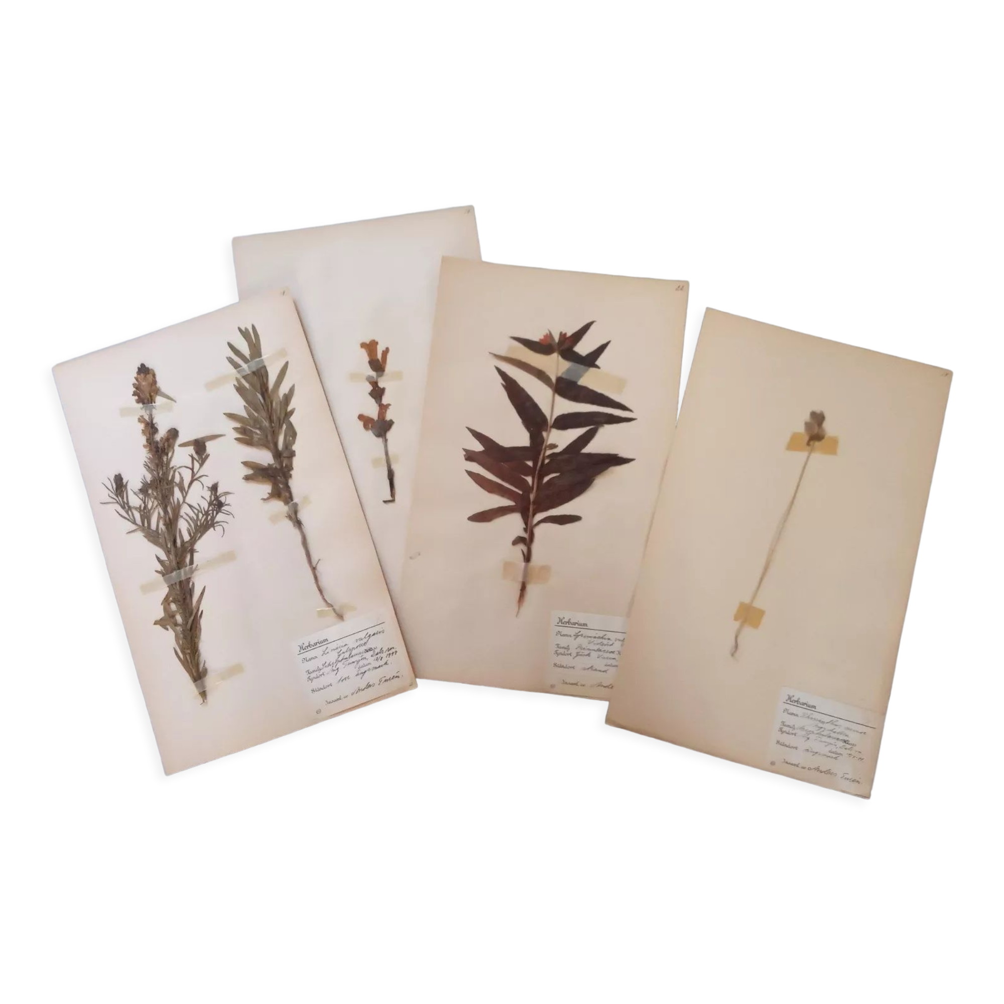 Old Swedish Herbarium - 4 plates