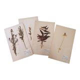 Old Swedish Herbarium - 4 plates