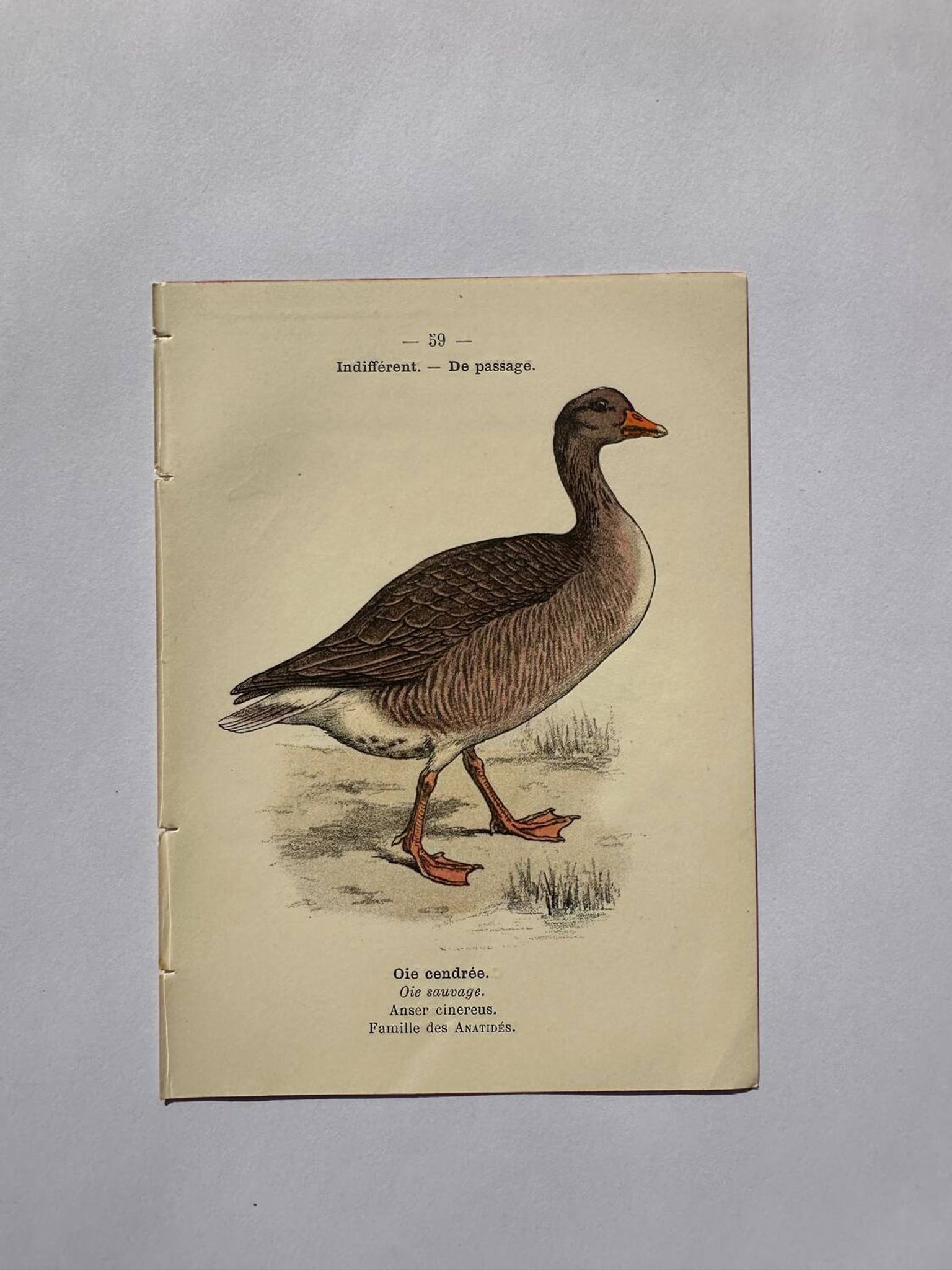 Gravure botanique oiseaux double face planche naturaliste Eau forte